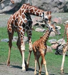 Life lessons from a baby giraffe