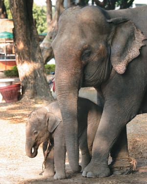 Lessons from the baby elephant: Smash the peg. Set yourself free!