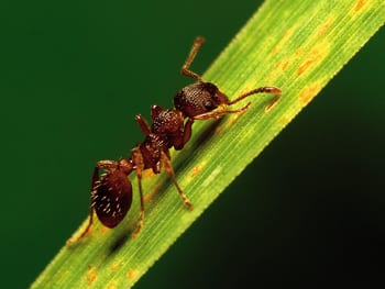 Secret of success: Get the mind-set of an ant!