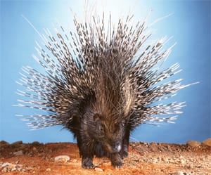 Survival lessons from porcupines!