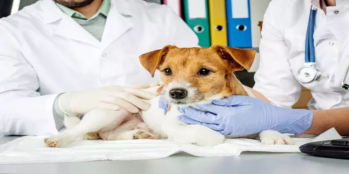 How to become a Veterinarian in India?
