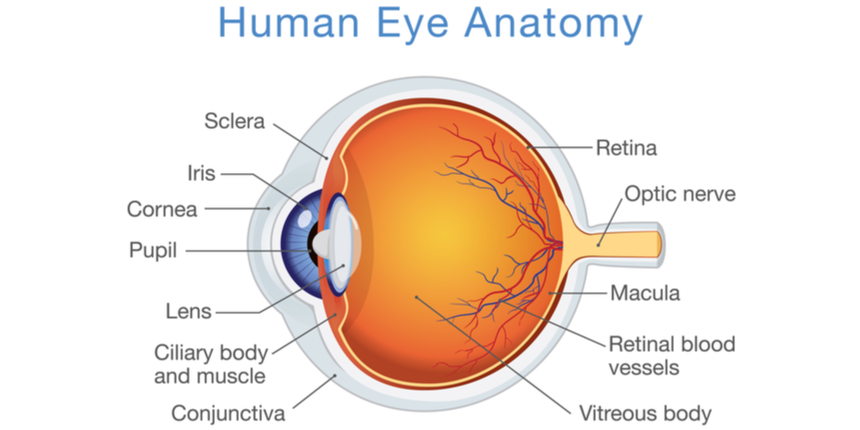 NCERT Solutions for Class 10 Science Chapter 11 The Human Eye and The  Colorful World 2021