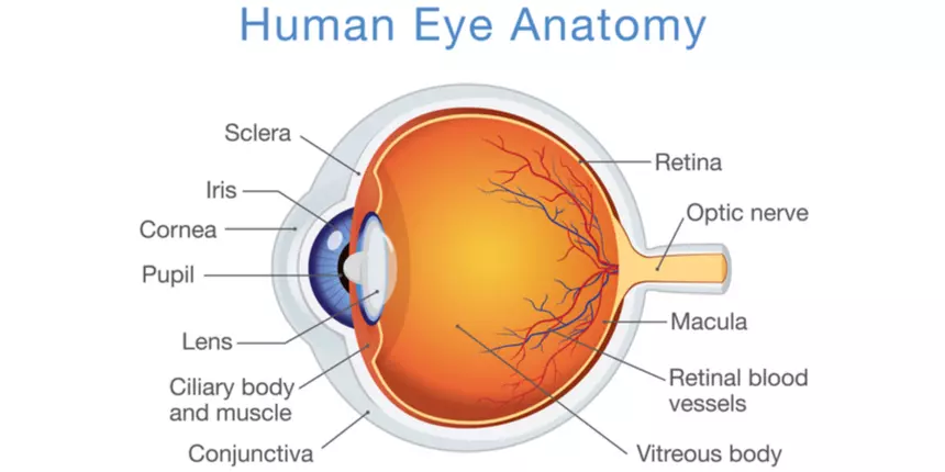 NCERT Solutions for Class 10 Science Chapter 11 The Human Eye and The Colorful World