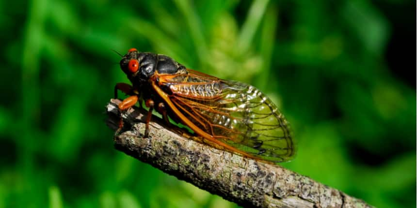 File Photo of cicada