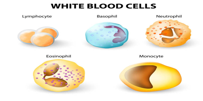 wbc-full-form-what-is-the-full-form-of-wbc