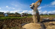 Winnowing Definition Advantages And Disadvantages Threshing FAQs