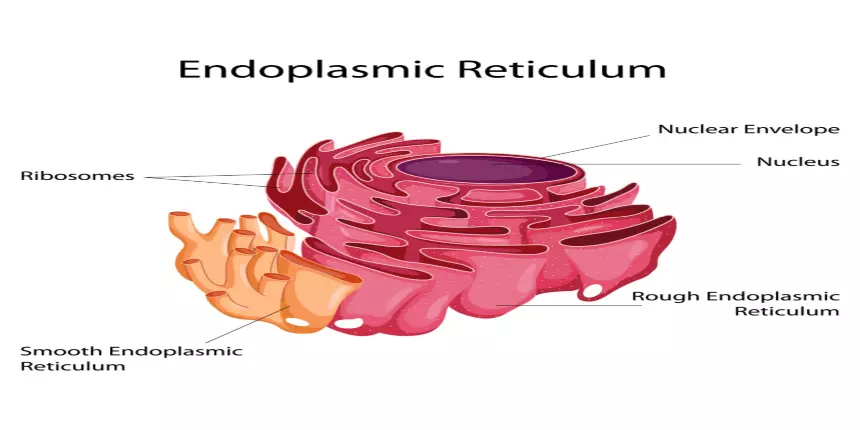 Draw the structure of endoplasmic reticulum & write the parts​ -  Brainly.in