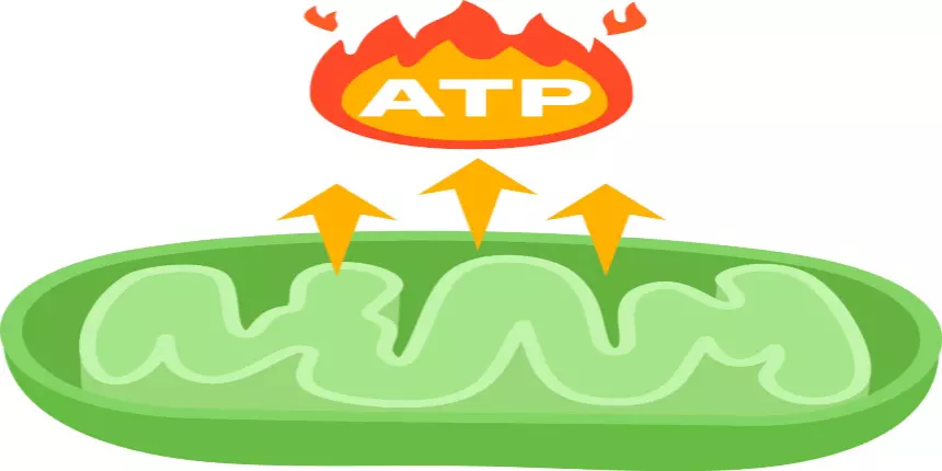 ATP Full Form