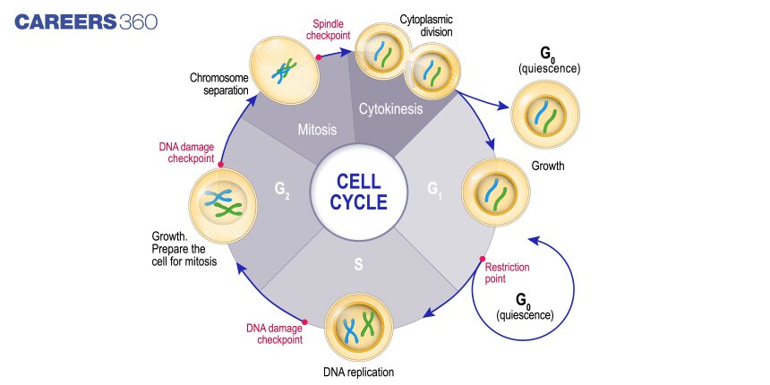 NEET: Interphase Of Cell Cycle With Solutions, Phases, Important Questions And Recommended video