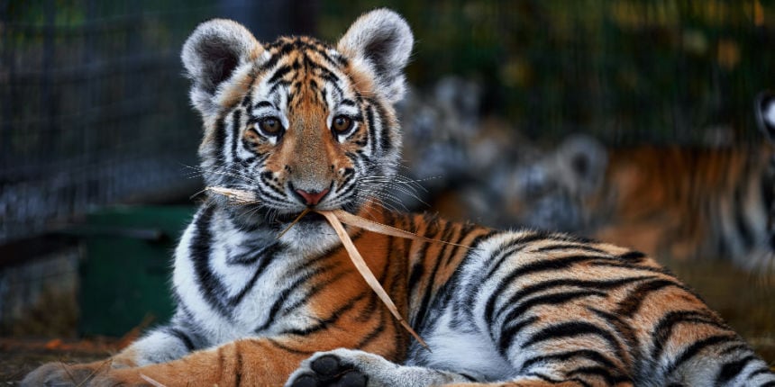 Conservation: Funding, research favour bigger animals like the Bengal tiger (Image: Shutterstock)