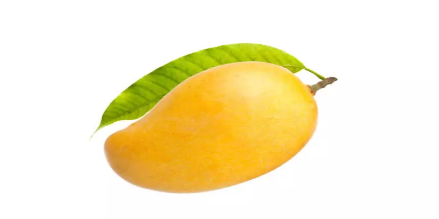 Essay On Mango