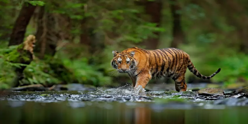 Essay on Tiger
