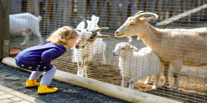 Essay on Zoo