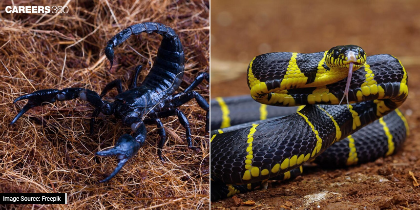 Venomous vs Poisonous Animals: Understanding Toxins And Their Effects