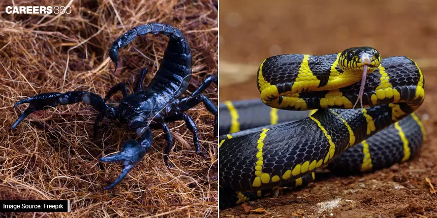 Venomous Vs Poisonous: The Difference Between Venomous And Poisonous?