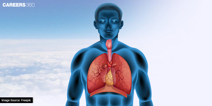 What Is The Human Respiratory System? A Closer Look At Breathing