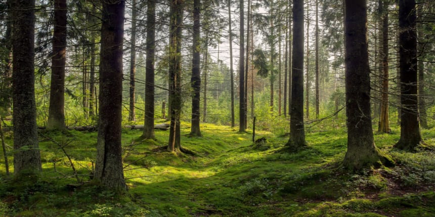 Forest Essay - 100, 200, 500 Words