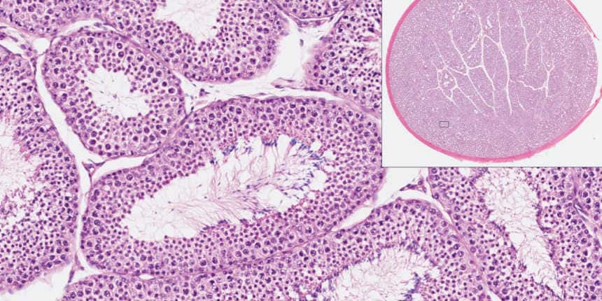 How Many Seminiferous Tubules are there?