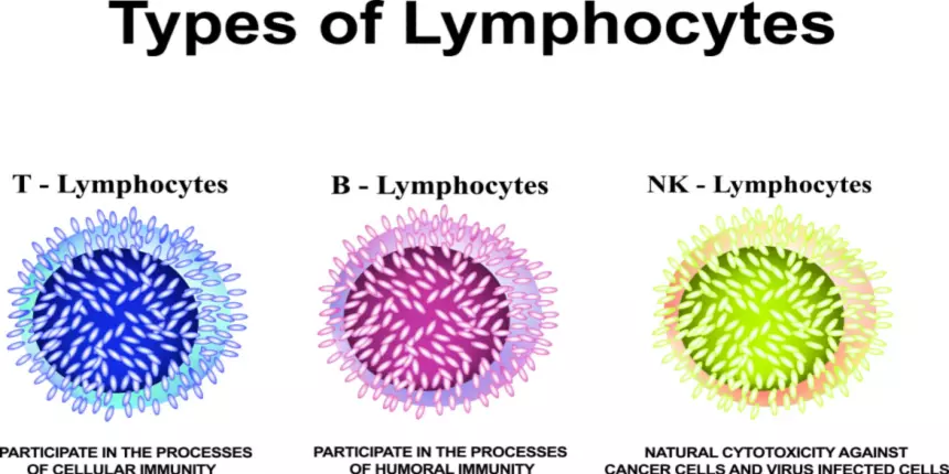 B lymphocytes full form
