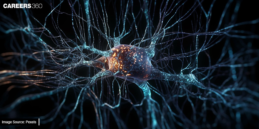 The Mathematics Of Neural Networks And Their Applications In Biology