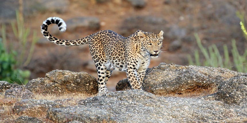 Forest officials said leopard pugmarks were found around Palghar village. (Image: Wikimedia Common)