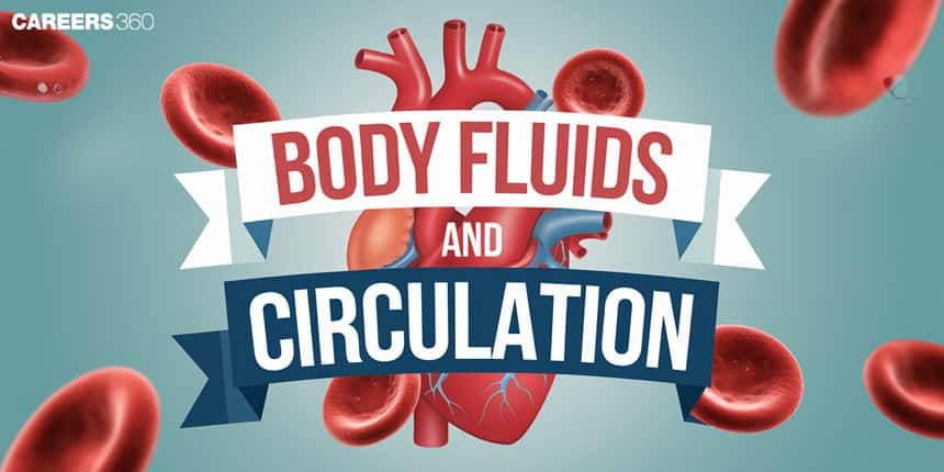 Body Fluids and Circulation