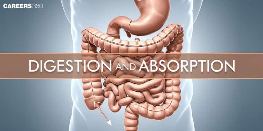 Digestion And Absorption: Overview, Topics, Books, Tips, Diagrams