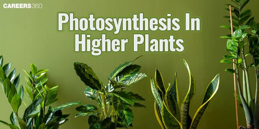 Photosynthesis in Higher Plants: Overview, Topics, MCQs, Books, Tips