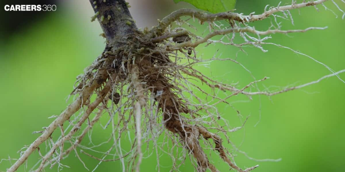 Mycorrhizae: An Overview