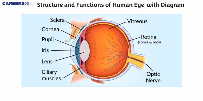 Structure and Functions of Human Eye  with Diagram