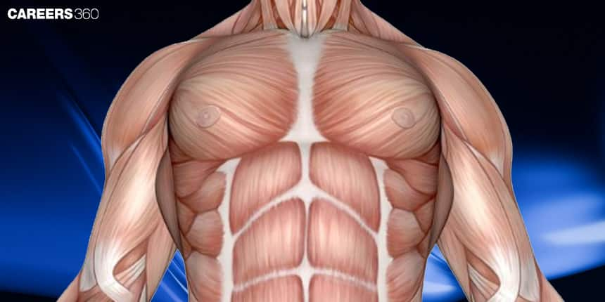 Muscle Contraction And Contractile Proteins: Definition, Explanation, Function