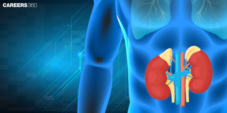 Adrenal Gland - Symptoms, Function, Hormone