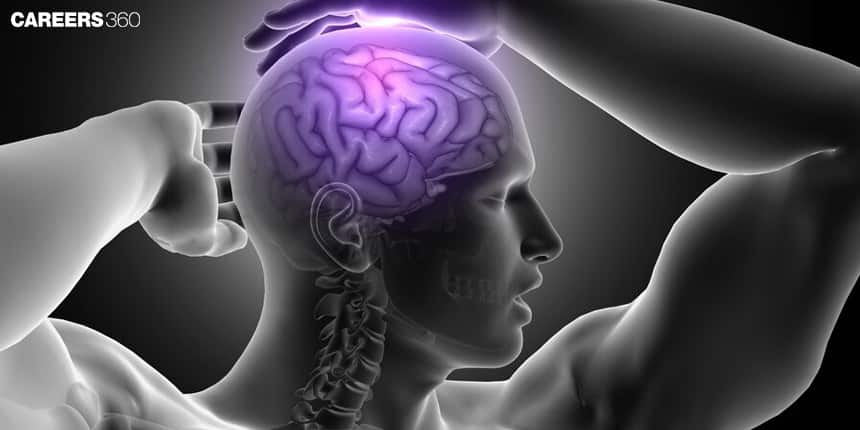 Difference Between Cerebellum and Cerebrum: Structure and Functions