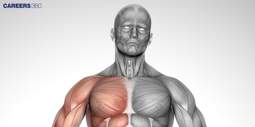 Difference Between Red and White Muscle: Composition, Function