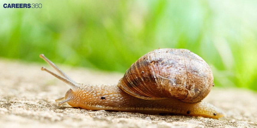 Phylum Mollusca: Definition, Characteristics, Classification, Exampales