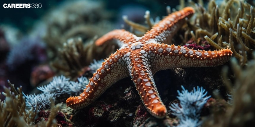 Echinodermata: Definition, Characteristics, Classification, Exampales, Facts