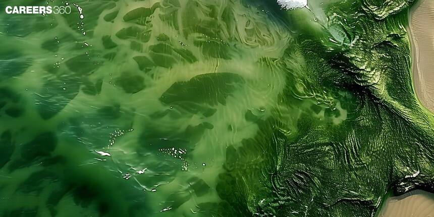 Algal Bloom: Definition, Meaning Causes, Importance, Types