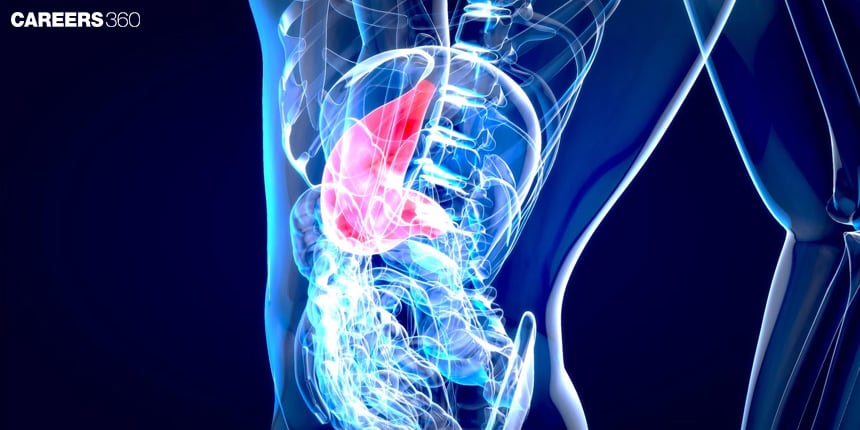 Anatomy and Physiology of Stomach: Definition, Function, Structure, Diagram, & Facts