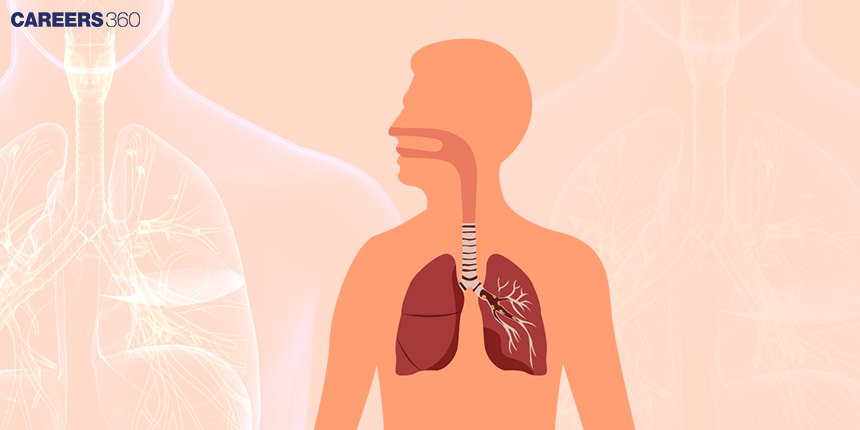 Difference Between Breathing and Respiration