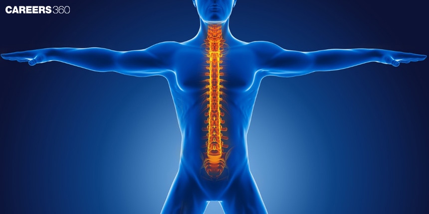 Difference Between Esophagus And Trachea: Function & Conditions