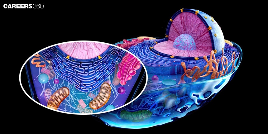 Difference Between Prokaryotic And Eukaryotic Transcription