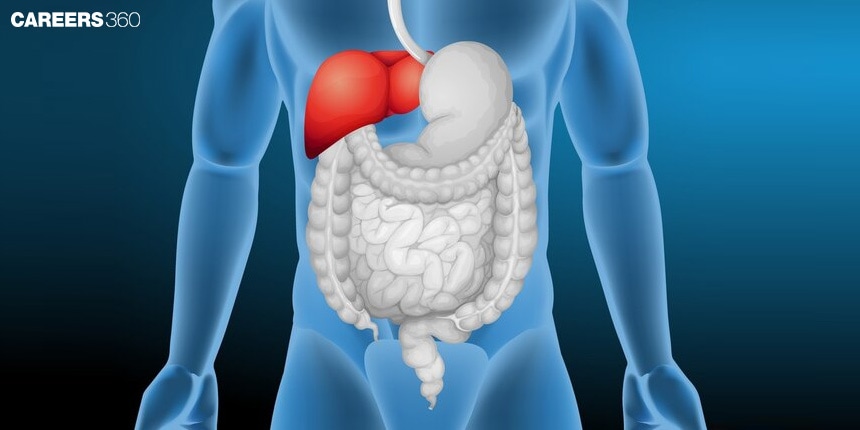 Difference Between Small Intestine and Large Intestine