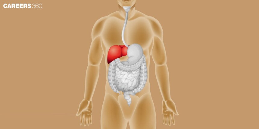 Digestive Glands: Definition, Function, Diagram, Examples