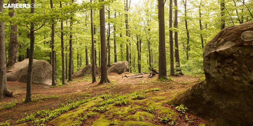 Ecological Pyramids: Definition, Meaning, Types, Importance, Structures, Functions