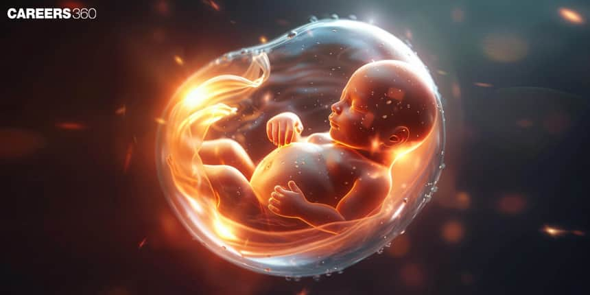 Embryo Development- Definition, Stages, Types and Examples