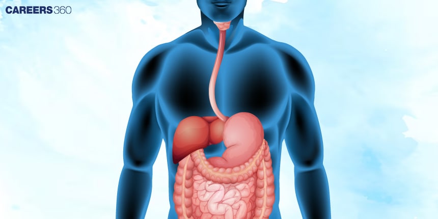 Food Pipe/ oesophagus: Meaning, Parts, Anatomy, Function, Conditions