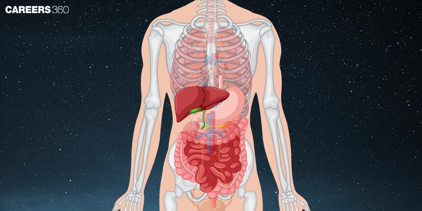 Gastrointestinal Tract: Definition, Function, Diagram, Examples