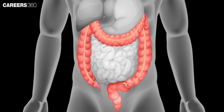 Large Intestine: Definition, Function, Diagram, Examples