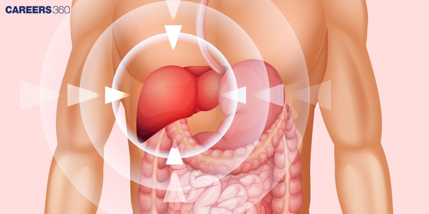 Liver: Diagram and Facts with Detailed Explanations