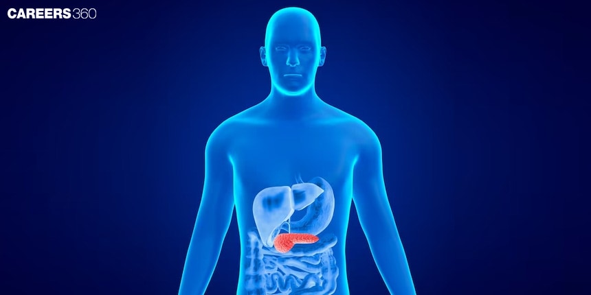 Pancreas Function in Human Body: Roles with Detailed Explanation